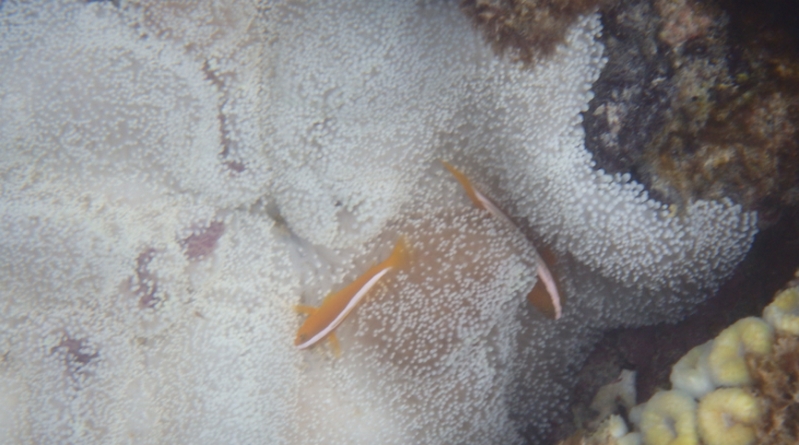 �畆�Ȉオ�J���b�{���̖��Y�����ϕi���C�G�X���{�y�x�[�X�P�A���C�N4�F�������Z�b�g�z
���T�C�g